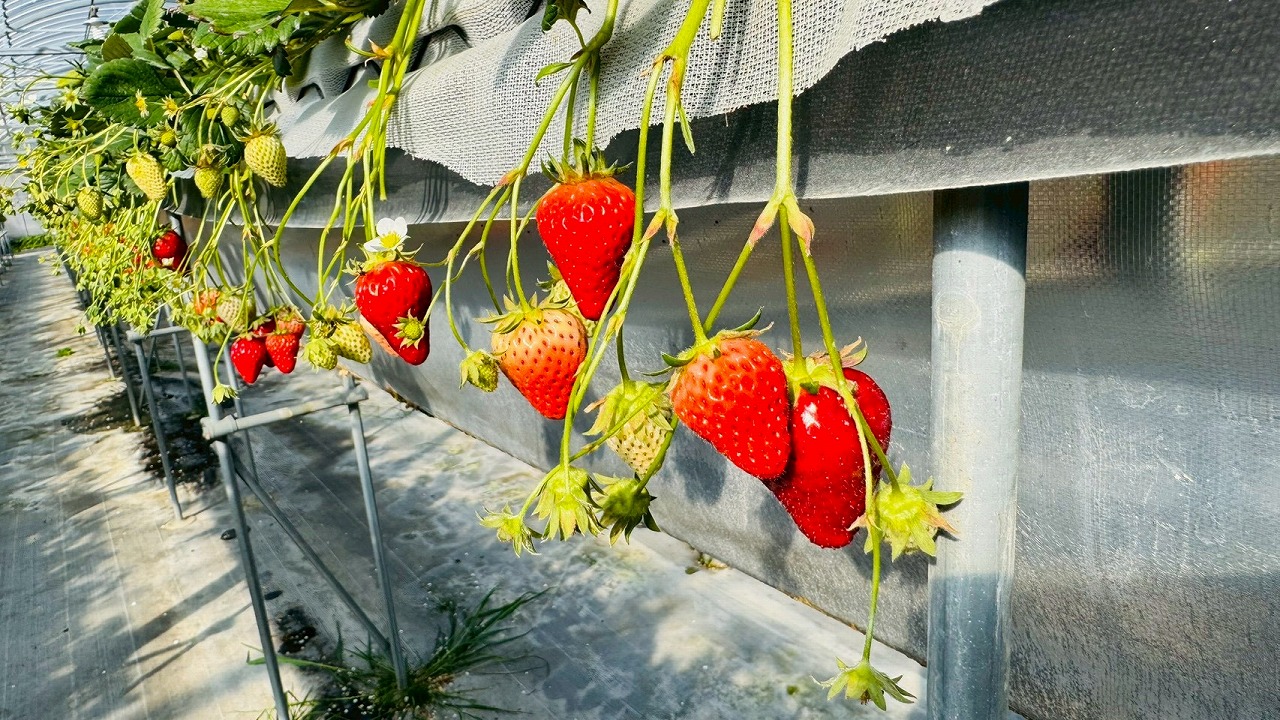 いちご狩り