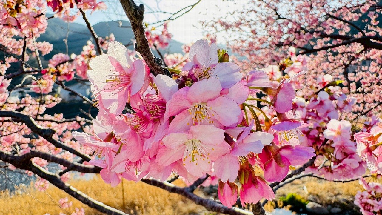 河津桜