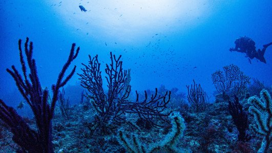 田子の海 水中風景