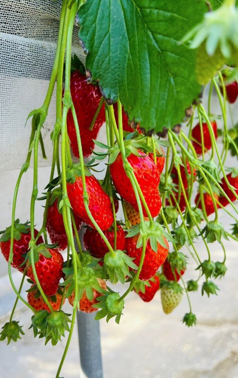 いちご狩り 松田農園