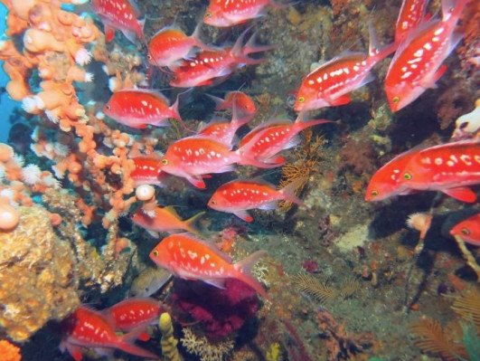 沖根 サクラダイ・根魚の群れ